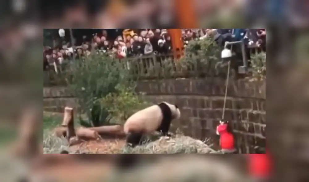 YouTube viral: niña cae a recinto de osos pandas y visitantes de zoológico quedan en shock [VIDEO]