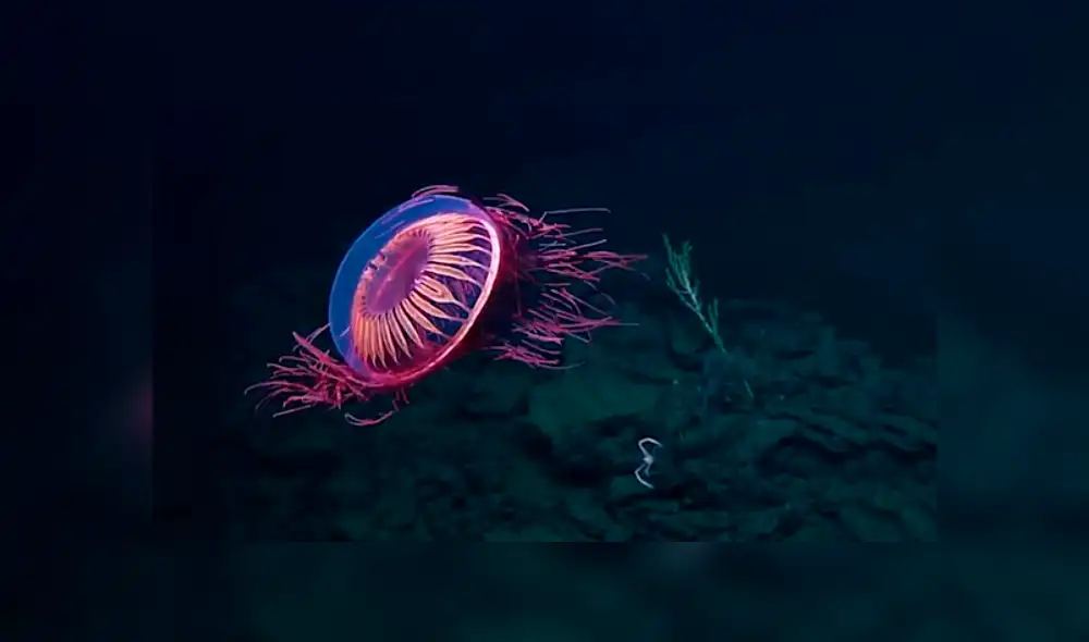 Biólogos registran a una misteriosa criatura que ilumina el océano. Biólogos registran a una misteriosa criatura que ilumina el océano.