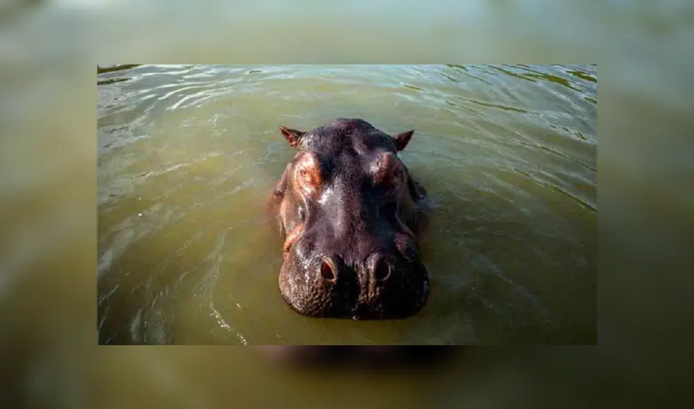 Hipopótamo atacó a un campesino y lo dejó con graves heridas. Foto: Referencial Hipopótamo atacó a un campesino y lo dejó con graves heridas. Foto: Referencial