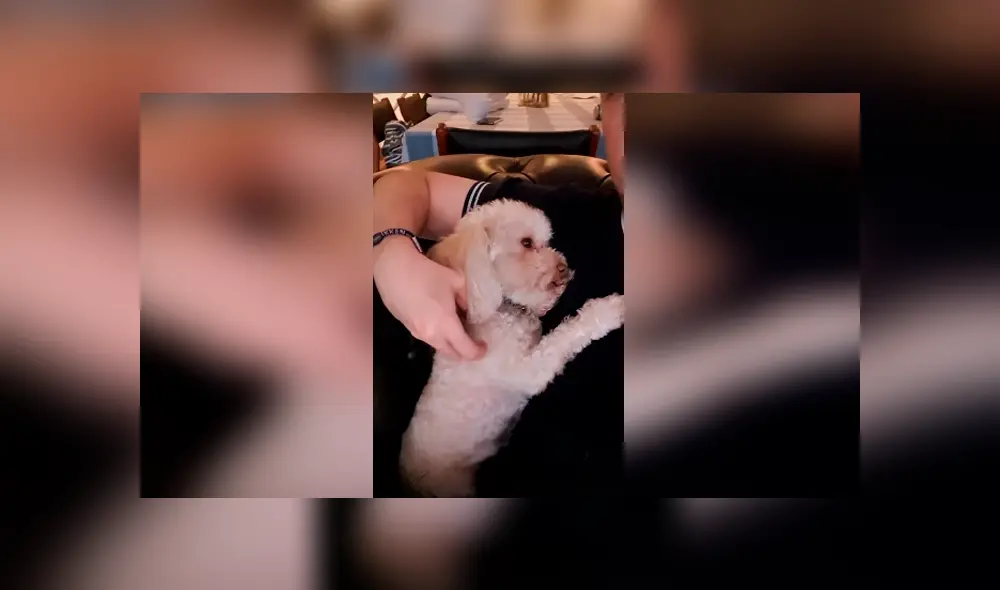 Desliza las imágenes para conocer el curioso comportamiento de un perro cuando su dueña deja de darle cariño. Desliza las imágenes para conocer el curioso comportamiento de un perro cuando su dueña deja de darle cariño.