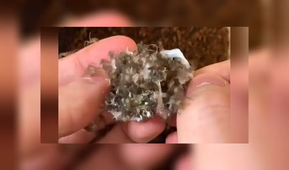 Un video viral de Facebook registró el momento en que cientos de peligrosas criaturas salieron de una misteriosa bolsa. Un video viral de Facebook registró el momento en que cientos de peligrosas criaturas salieron de una misteriosa bolsa.