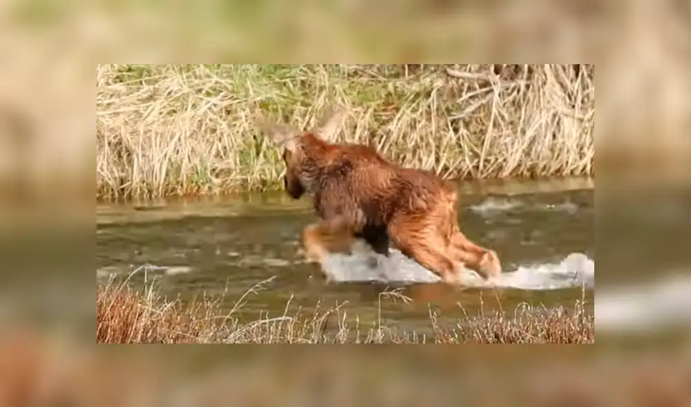 Un turista grabó en un video viral de YouTube a una madre alce dándole ánimos a su cría para que no se rinda en su intento por cruzar exitosamente un peligroso río.