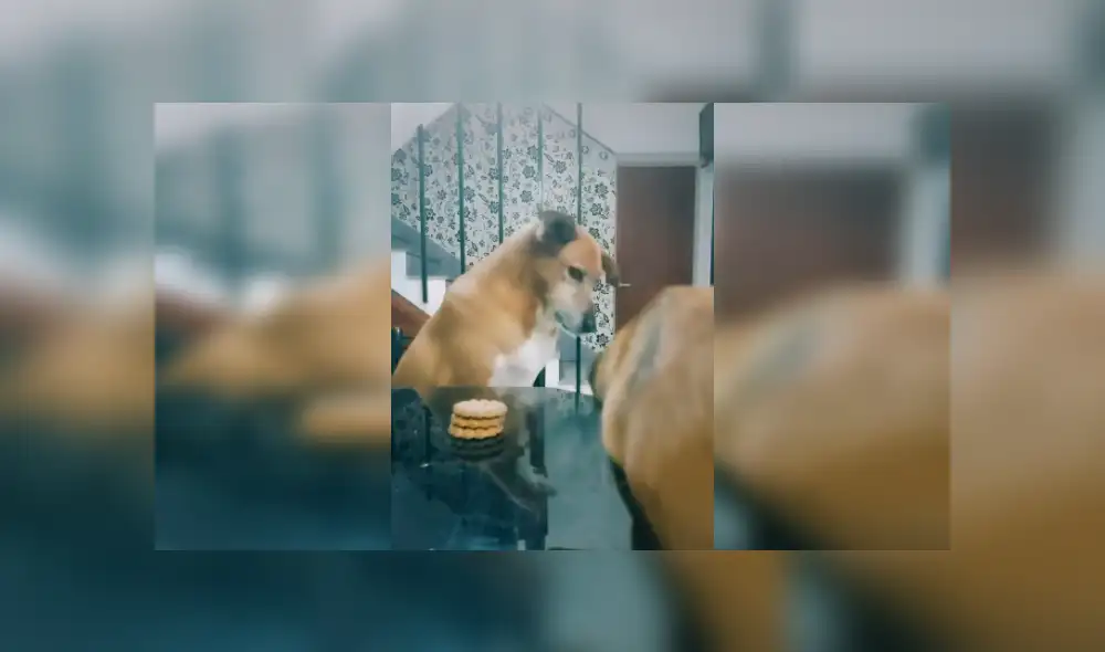 Desliza las imágenes para ver más sobre este inocente perro que fue culpado por su 'amigo'. (Foto: captura) Desliza las imágenes para ver más sobre este inocente perro que fue culpado por su 'amigo'. (Foto: captura)