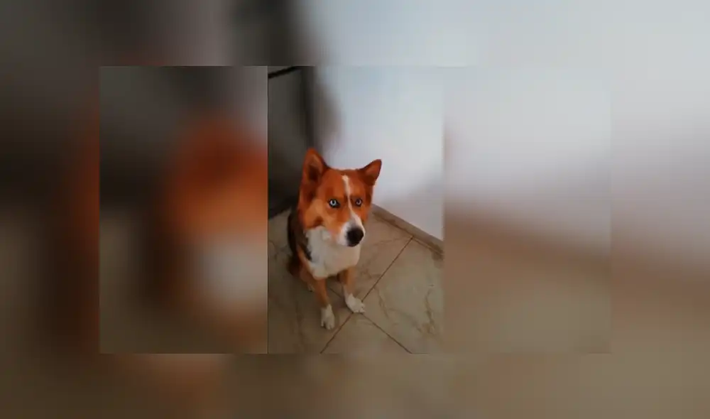 Desliza las imágenes para observar el buen comportamiento de un perro al obedecer las indicaciones de su dueño. Desliza las imágenes para observar el buen comportamiento de un perro al obedecer las indicaciones de su dueño.