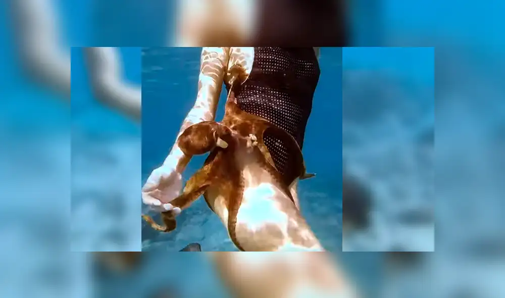Video viral de YouTube muestra el preciso momento en que un pulpo se topa con una joven y se adhiere a su muslo derecho