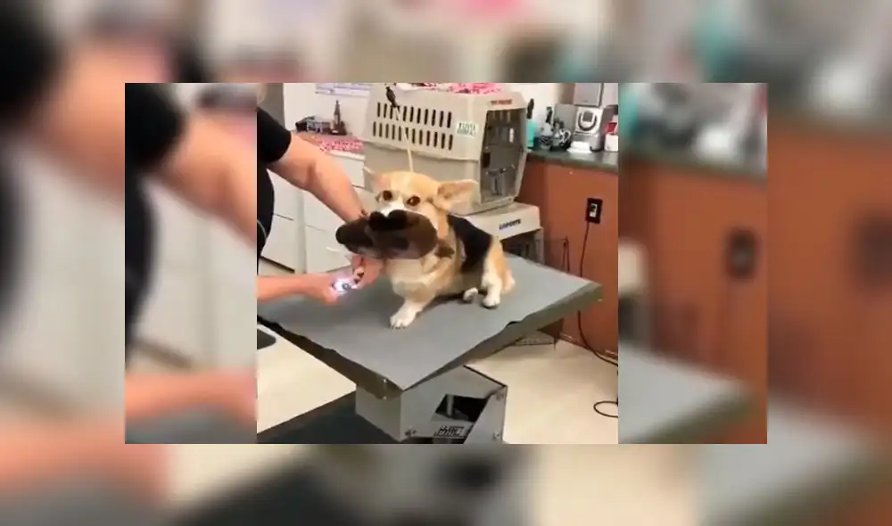 Desliza a la izquierda para ver la tierno gesto de este can. Foto: Captura. Desliza a la izquierda para ver la tierno gesto de este can. Foto: Captura.