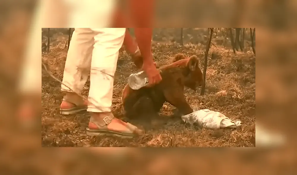 Incendio forestal en Australia Incendio forestal en Australia