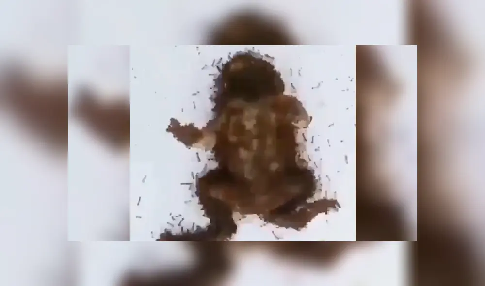 La rana empezó a tornar su aspecto en una extraña forma. Foto captura.