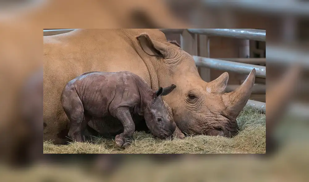 Conoce a Edward, el rinoceronte que puede salvar a una subespecie de la extinción [FOTOS Y VIDEOS]