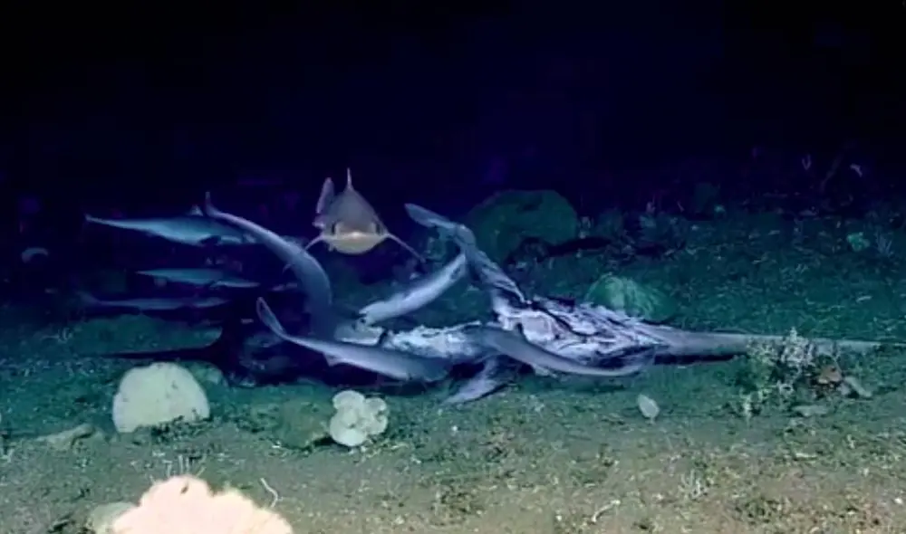 El impactante hecho sucedió en la costa de Carolina del Norte. Foto: Captura/Facebook/NOAA Office of Ocean Exploration and Research El impactante hecho sucedió en la costa de Carolina del Norte. Foto: Captura/Facebook/NOAA Office of Ocean Exploration and Research