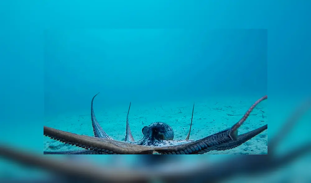 Singular octópodo fue viral en un video que alcanzó miles de reproducciones en YouTube.