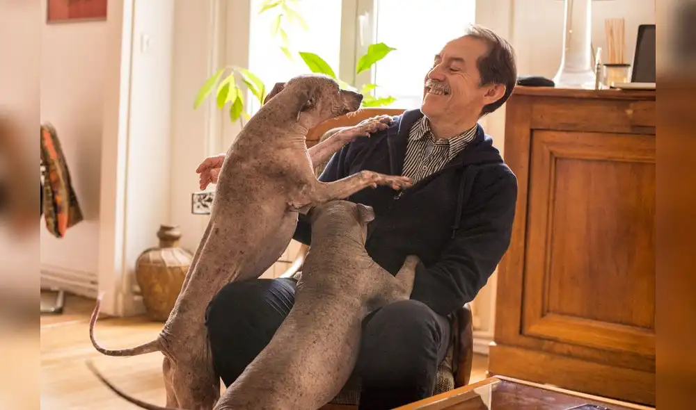 Se estrena película inspirada en el perro sin pelo peruano Se estrena película inspirada en el perro sin pelo peruano