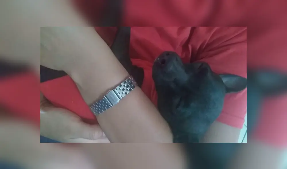 Desliza las imágenes para observar la acción de un perro bebé al escuchar a su dueña interpretar su canción favorita. Foto: Captura. Desliza las imágenes para observar la acción de un perro bebé al escuchar a su dueña interpretar su canción favorita. Foto: Captura.