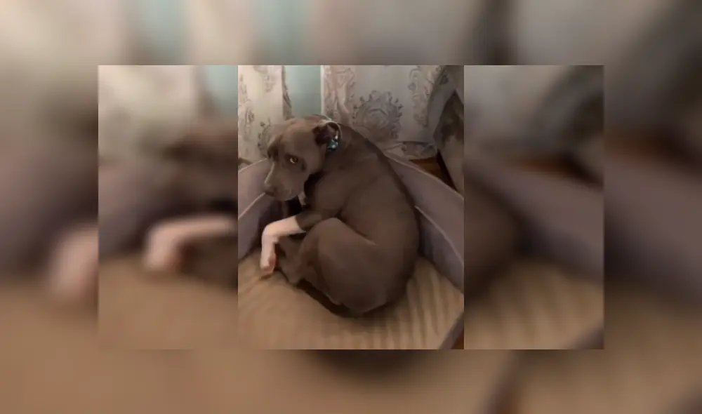 Desliza las imágenes para ver más sobre esta 'traviesa' perrita que es viral en TikTok. Desliza las imágenes para ver más sobre esta 'traviesa' perrita que es viral en TikTok.