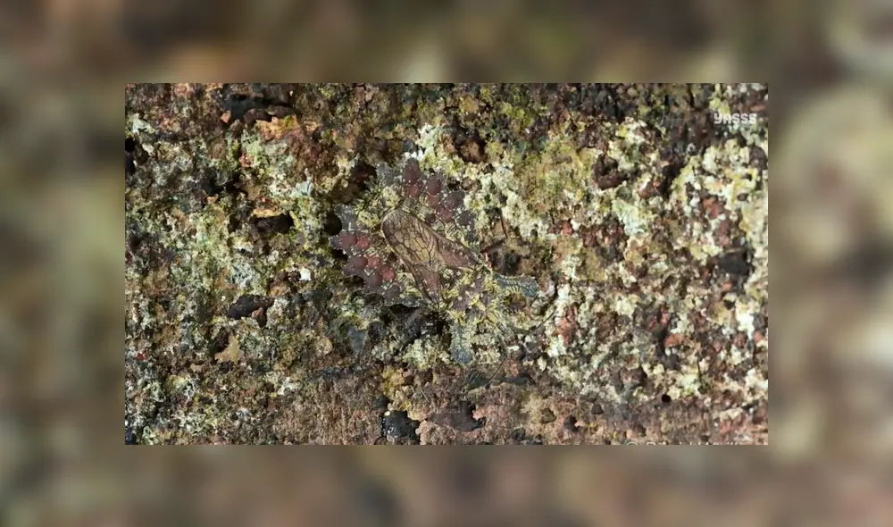 Facebook viral: encuentra al insecto oculto en un árbol, el nuevo reto visual que casi nadie puede superar. Foto: Yasss.es / David Weiller Facebook viral: encuentra al insecto oculto en un árbol, el nuevo reto visual que casi nadie puede superar. Foto: Yasss.es / David Weiller