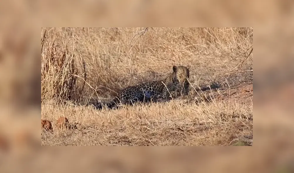 La tasa de supervivencia de los cachorros de leopardo es de un 50%. Foto: Kruger National Park Videos / YouTube La tasa de supervivencia de los cachorros de leopardo es de un 50%. Foto: Kruger National Park Videos / YouTube