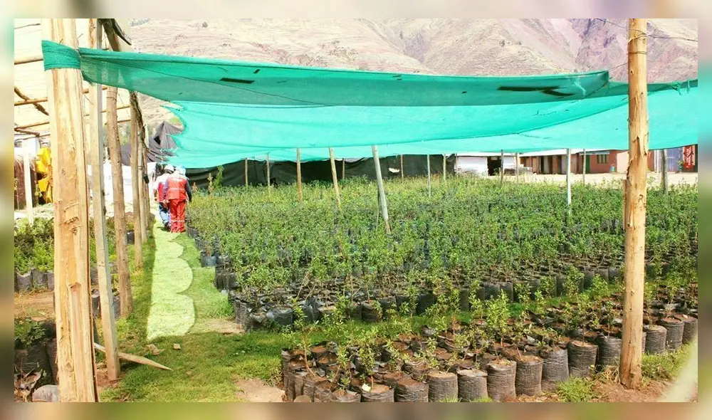 Arbolitos son preparados en viveros en Cusco.