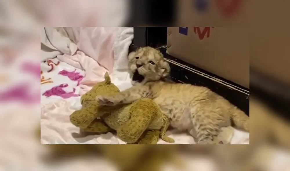 Desliza a la izquierda para ver más sobre este tierno viral de Facebook. Foto: Captura