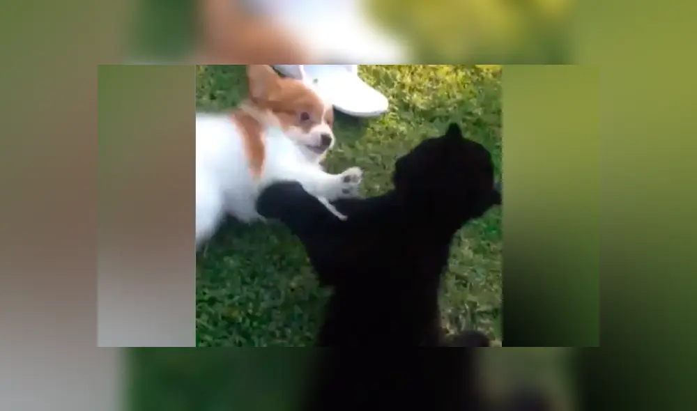 Desliza hacia la izquierda para ver el tierno encuentro entre una pantera y un osado perro.