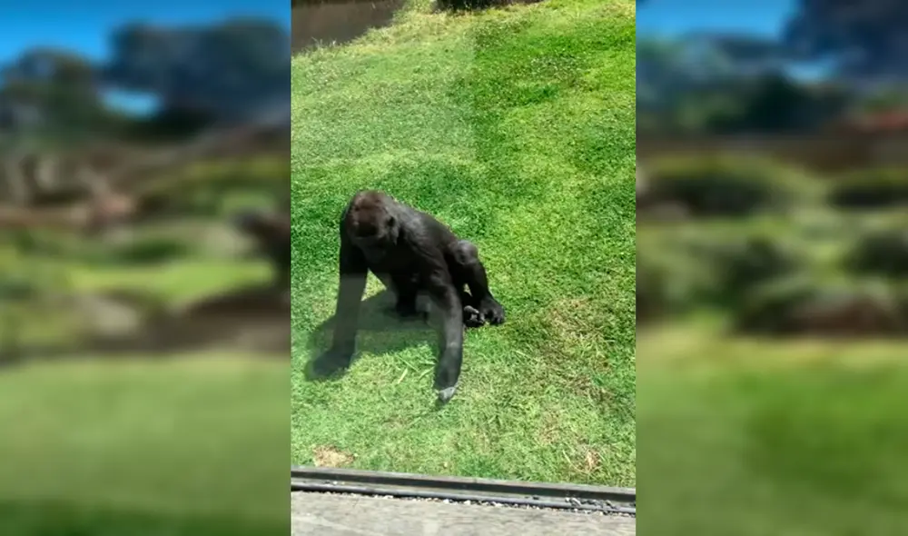 Desliza las imágenes para ver el emotivo momento en que un gorila intenta ayudar a un ave. Foto: captura de YouTube Desliza las imágenes para ver el emotivo momento en que un gorila intenta ayudar a un ave. Foto: captura de YouTube