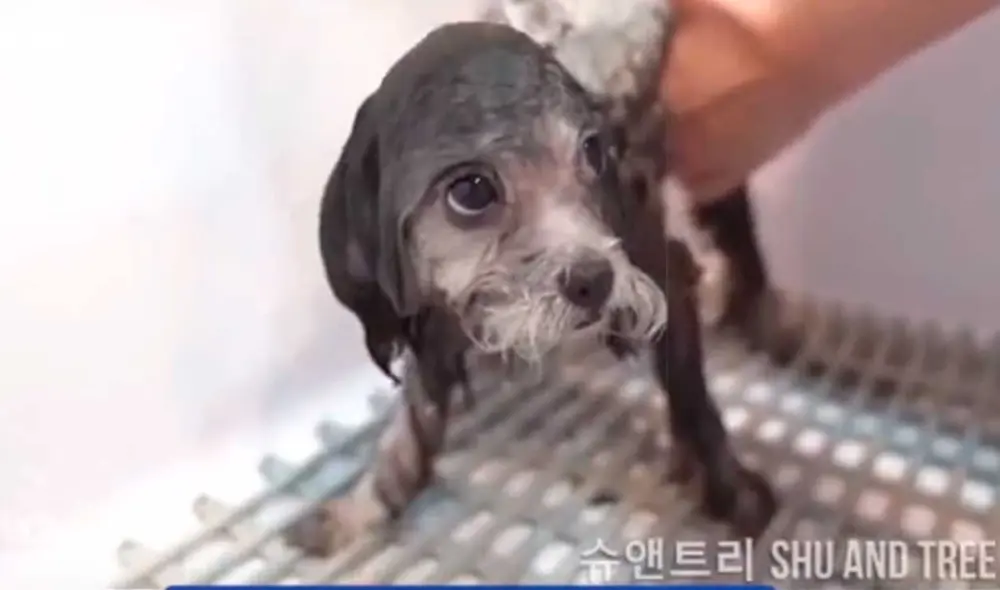 Desliza las imágenes para ver el radical cambio de aspecto que tuvo este perrito callejero que fue rescatado de la calle. Foto: captura de TikTok/@alexisjmontalvo