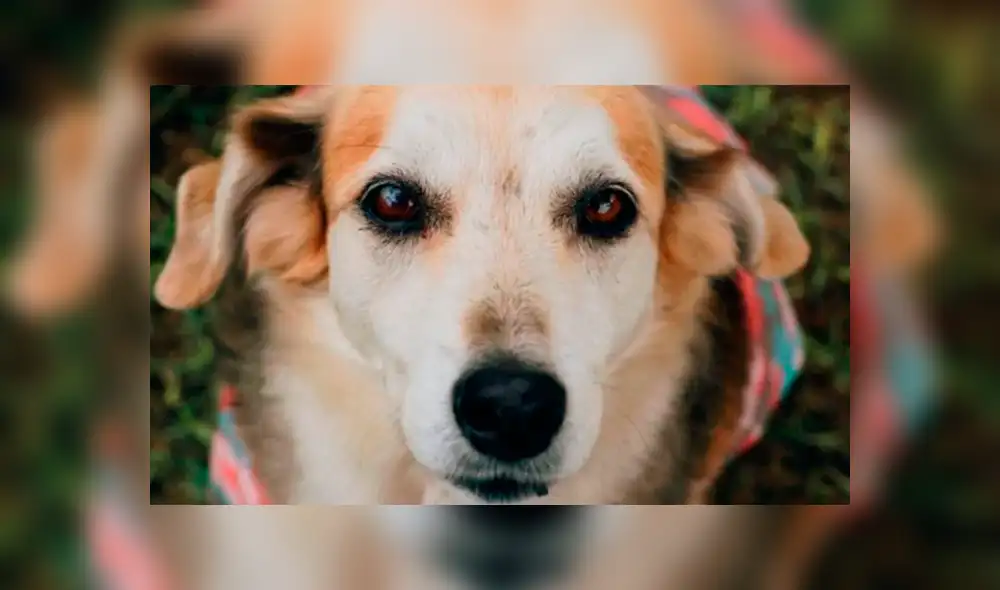 Tigresa, representante de la UNI ocupó el tercer lugar, pero se llevará un premio.  Foto: Nukhan.