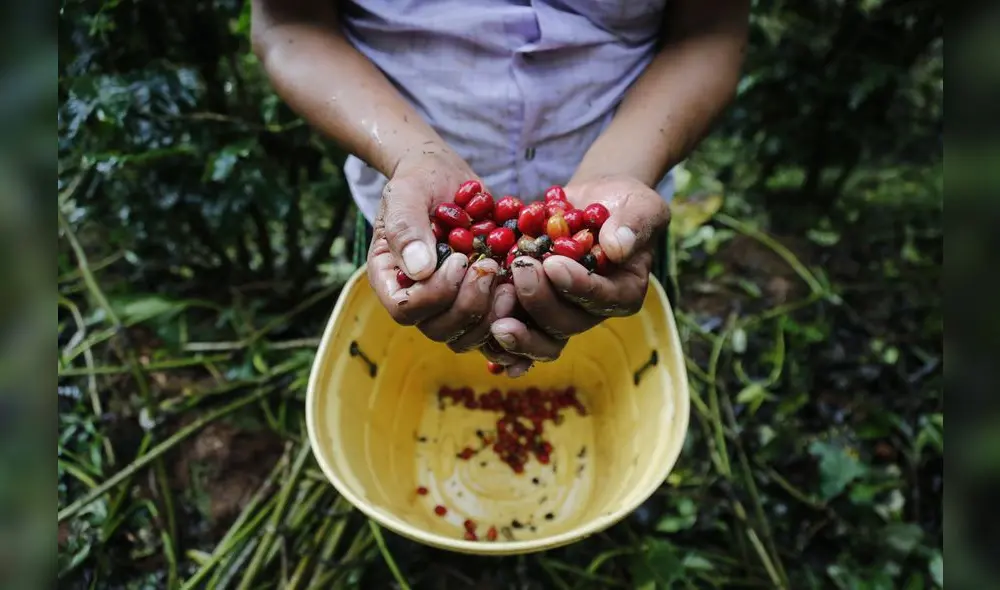 La ruta del mejor café del mundo [VIDEO]