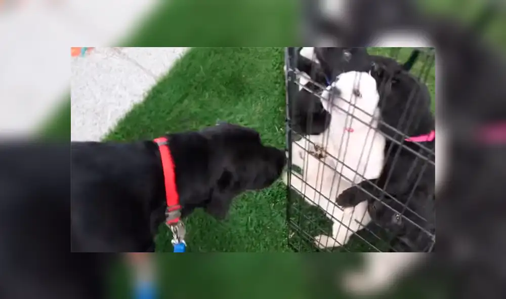 Desliza para ver los momentos más enternecedores del video que se hizo viral en YouTube. Desliza para ver los momentos más enternecedores del video que se hizo viral en YouTube.