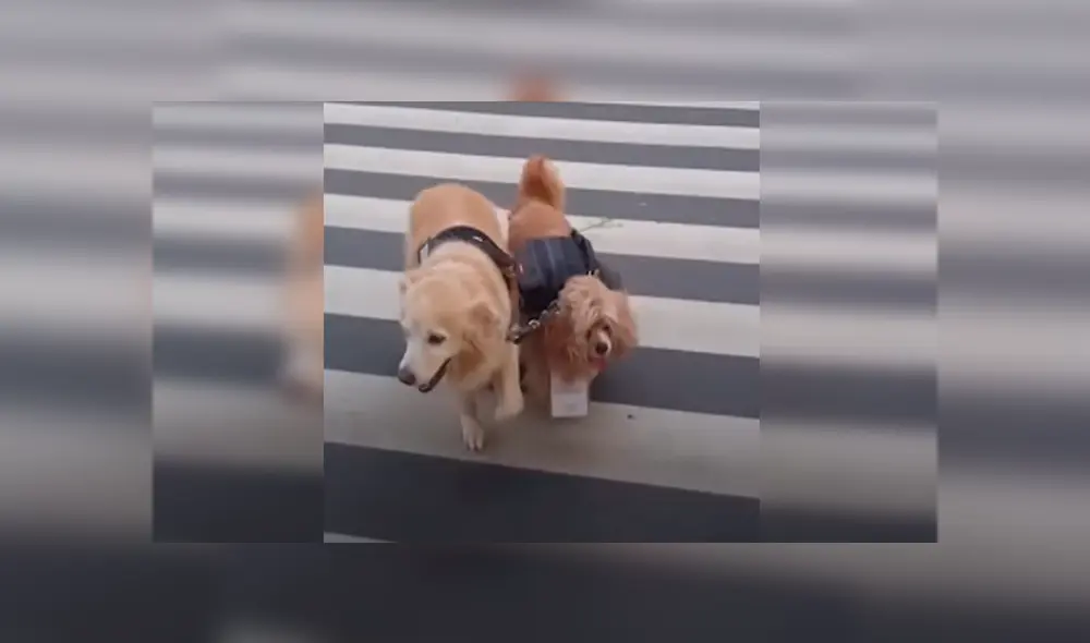 En Facebook, un perro lazarillo ayudó a su compañero ciego y se mantuvo a su lado cuando dieron una caminata. En Facebook, un perro lazarillo ayudó a su compañero ciego y se mantuvo a su lado cuando dieron una caminata.