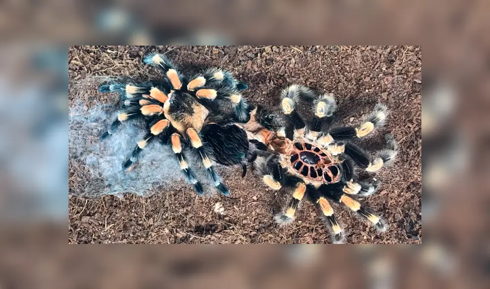 YouTube viral:captan momento en el que tarántula cambia de piel y su aspecto impacta a miles [VIDEO] 