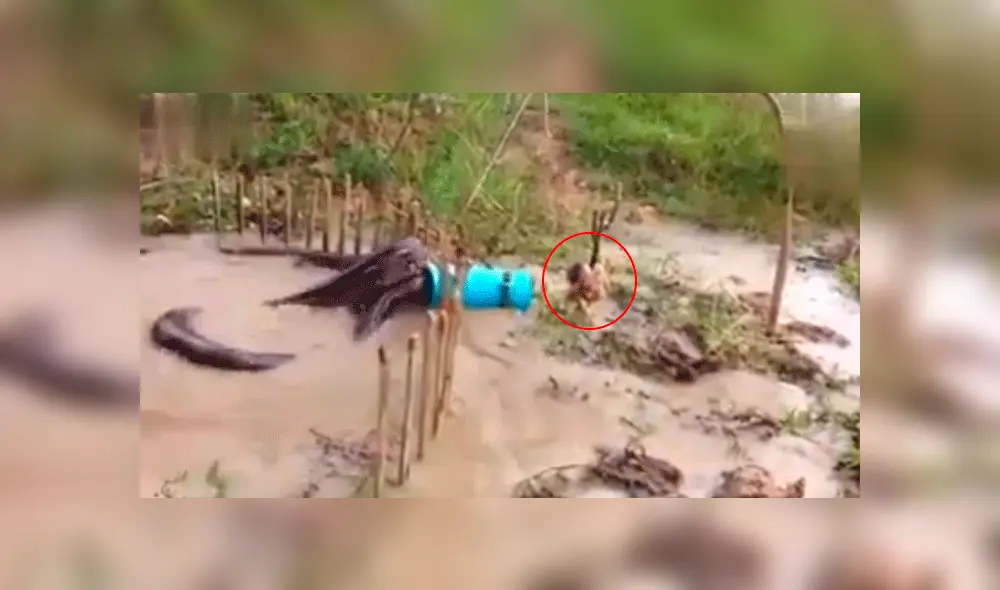 Facebook: Granjero detuvo a anaconda que se iba a devorar un pollo con increíble truco