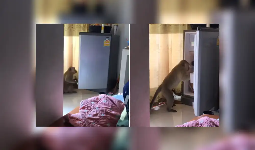 Una familia capta el momento en que un mono ingresa a su casa y les roba comida de la cocina. Foto: YouTube