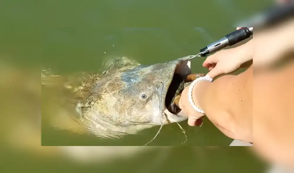 YouTube viral: gigantesco 'pez gato' aparece y encuentran increíble criatura en su interior [VIDEO]