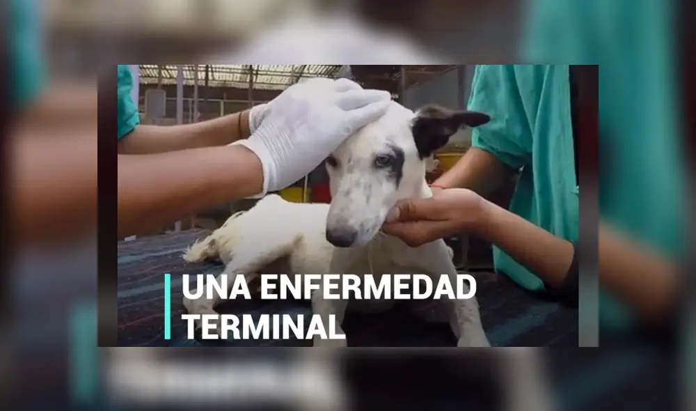 Desliza hacia la izquierda para ver las conmovedoras escenas del viral de Facebook. Foto: Upsocl.