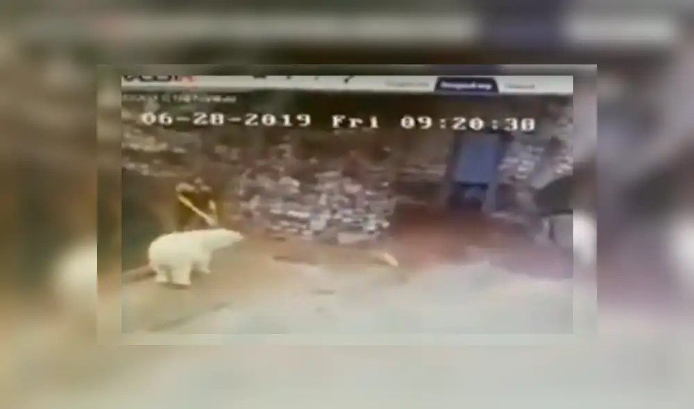 Una trabajadora de limpieza fue acechada por un enorme oso polar cuando se encontraba barriendo un aviario Una trabajadora de limpieza fue acechada por un enorme oso polar cuando se encontraba barriendo un aviario