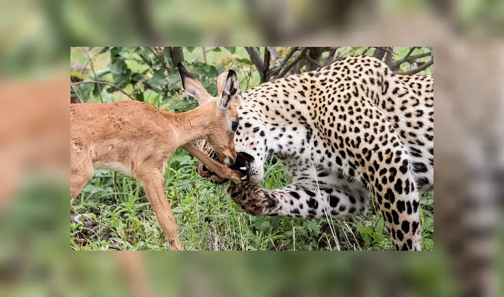 Desliza para ver el desenlace de esta publicación que se viralizó en Facebook. Foto: Daily Mail.