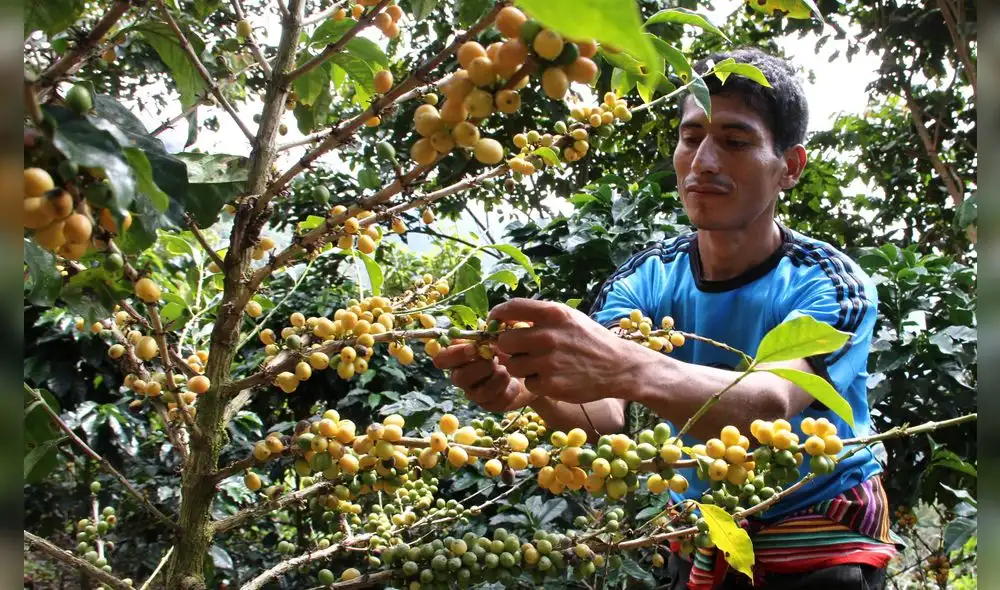Día del Café Peruano sin mucho que celebrar