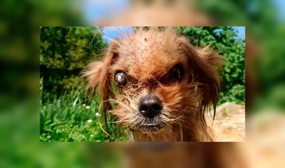 Facebook viral: mujer rescata a perro, le cura sus heridas y ahora tiene un cambio radical [FOTOS]