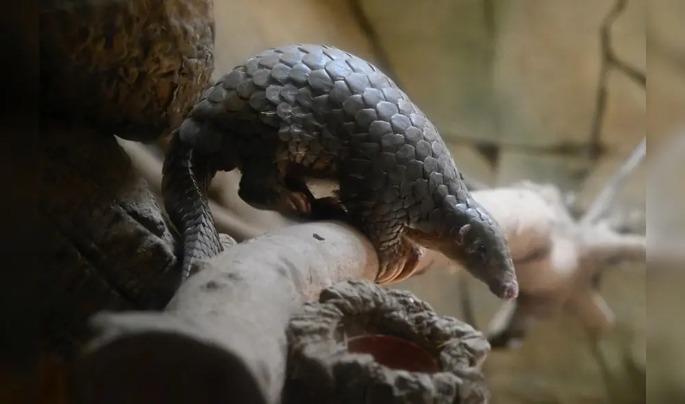 This picture taken on July 22, 2019 shows a Formosan Pangolin at the Taipei zoo. (Photo by Sam YEH / AFP) This picture taken on July 22, 2019 shows a Formosan Pangolin at the Taipei zoo. (Photo by Sam YEH / AFP)
