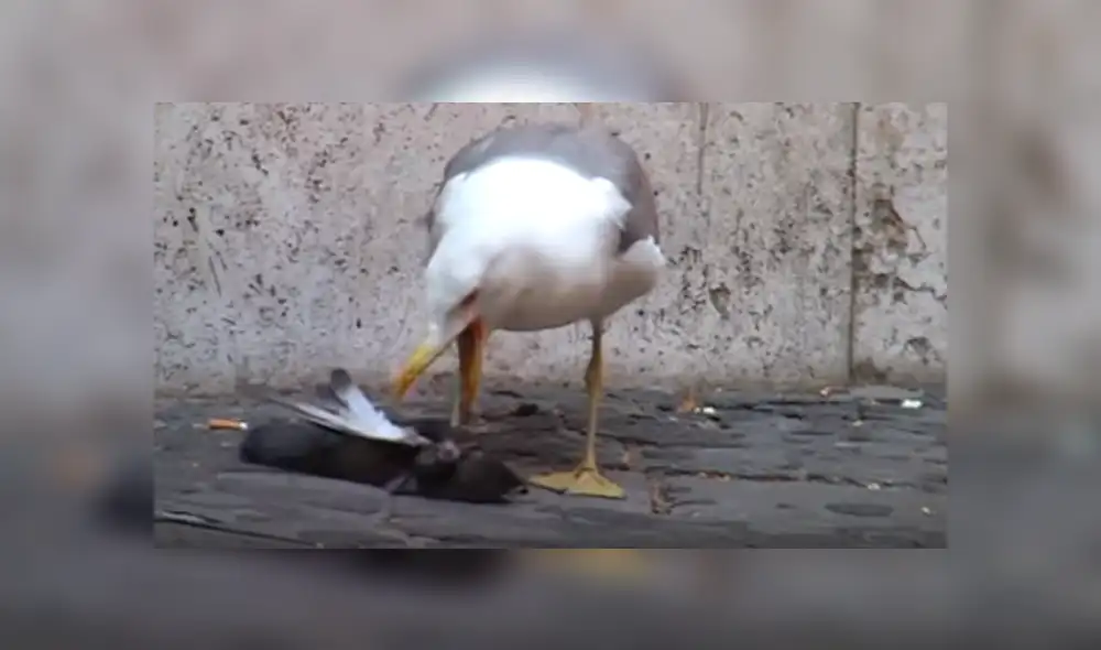 YouTube: Gaviota se traga una paloma entera en menos de un minuto [VIDEO]