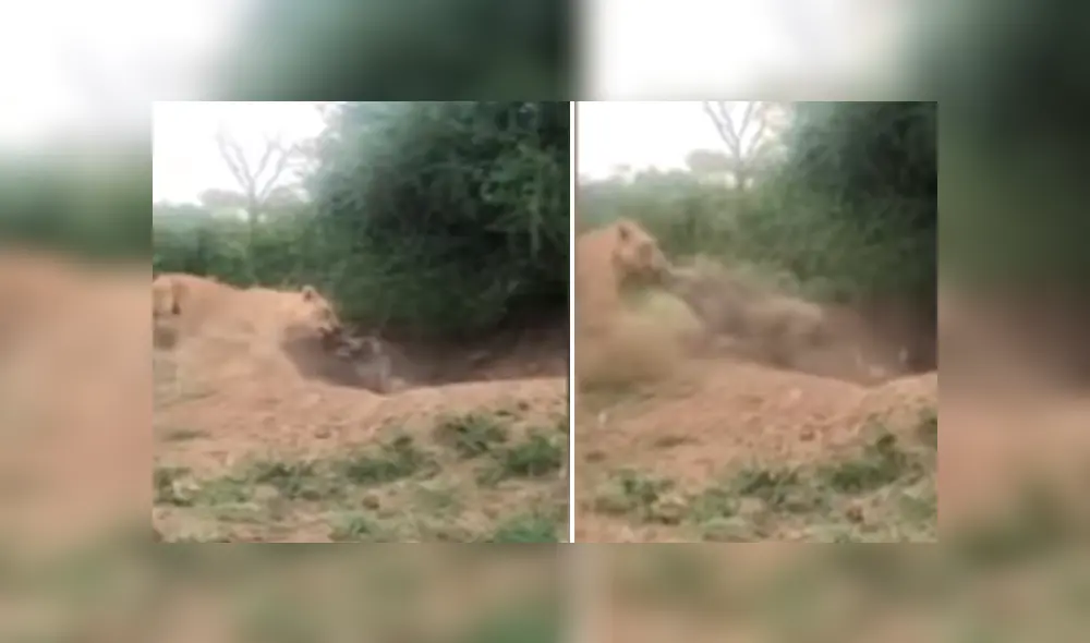 Desliza hacia la izquierda para ver el brutal ataque de una leona a un indefenso jabalí. Video viral de YouTube. Desliza hacia la izquierda para ver el brutal ataque de una leona a un indefenso jabalí. Video viral de YouTube.