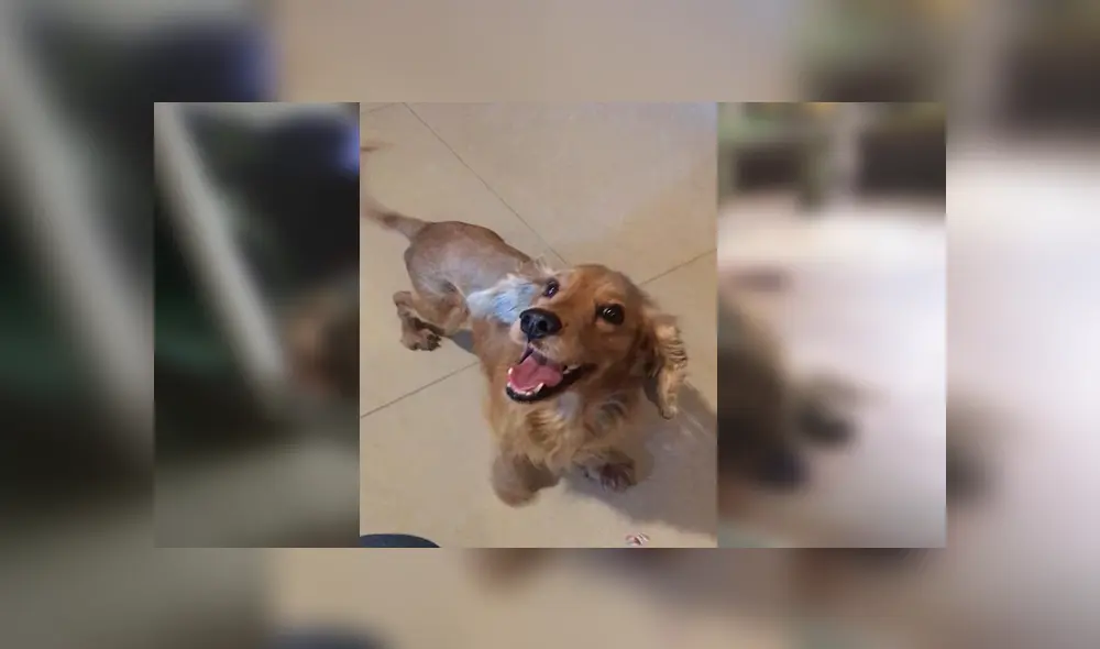 En Facebook, una mujer encontró a un perro en lamentables condiciones tras ser atropellado. En Facebook, una mujer encontró a un perro en lamentables condiciones tras ser atropellado.