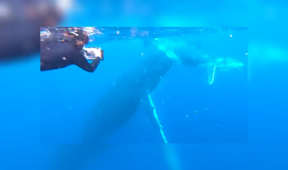 Video es viral en Facebook. Curiosos turistas se acercaron a la mamá ballena, sin imaginar que esta los sorprendería con conmovedora conducta