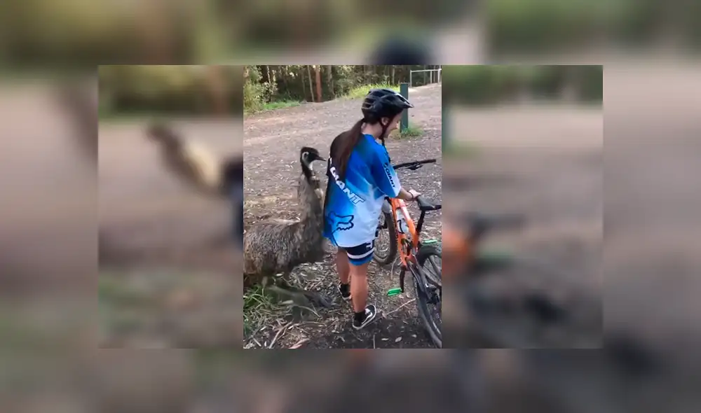 En Facebook, una chica acudió a una localidad en Australia, sin imaginar que se toparía con un gigantesco emú. En Facebook, una chica acudió a una localidad en Australia, sin imaginar que se toparía con un gigantesco emú.