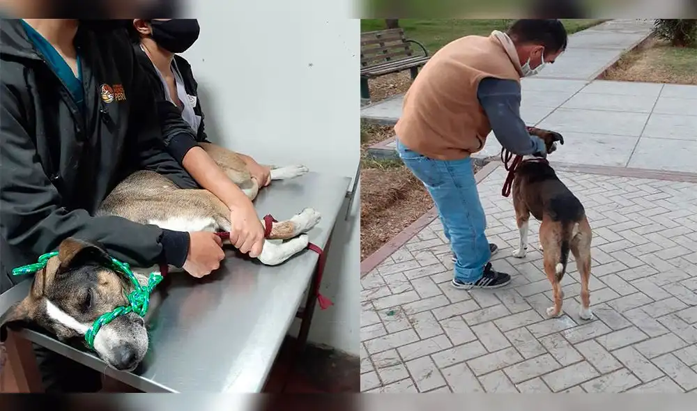 Can permanece en una veterinaria a la espera de ayuda para seguir con su tratamiento. Foto: tomado de Facebook. Can permanece en una veterinaria a la espera de ayuda para seguir con su tratamiento. Foto: tomado de Facebook.