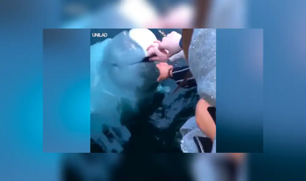 YouTube viral: Mujer deja caer su objeto más valioso al mar y enorme criatura se lo devuelve [VIDEO] 