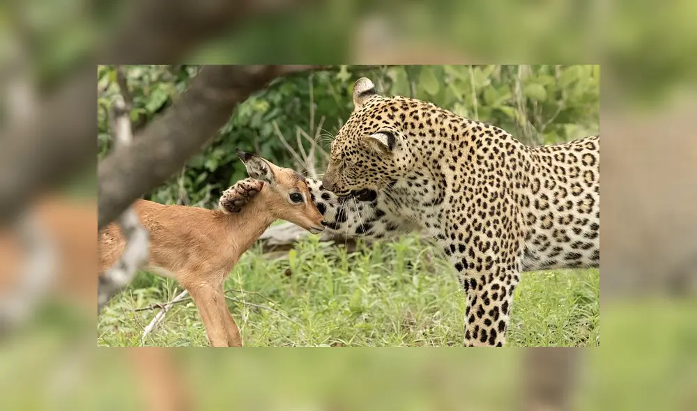 Desliza para ver el desenlace de esta publicación que se viralizó en Facebook. Foto: Daily Mail.