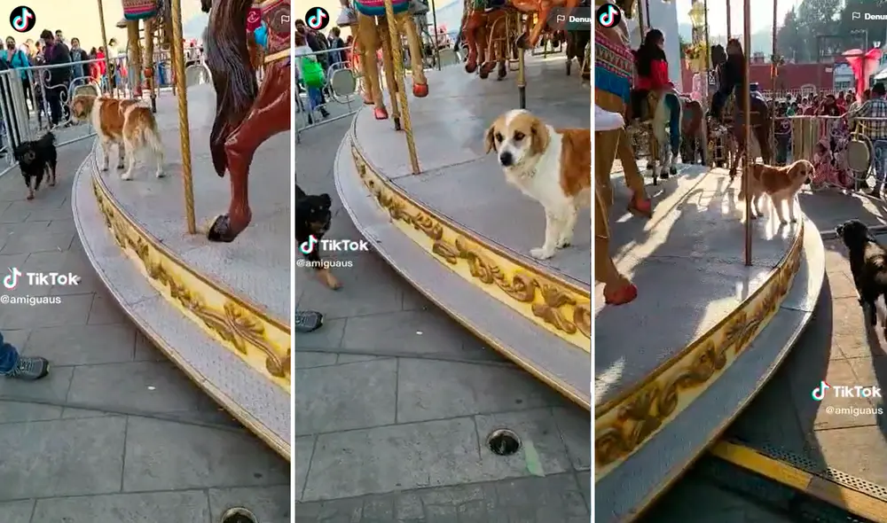 Los perritos conmovieron los corazones de miles en redes sociales. Foto: composición de LR/ captura de TikTok/@Amiguaus Los perritos conmovieron los corazones de miles en redes sociales. Foto: composición de LR/ captura de TikTok/@Amiguaus