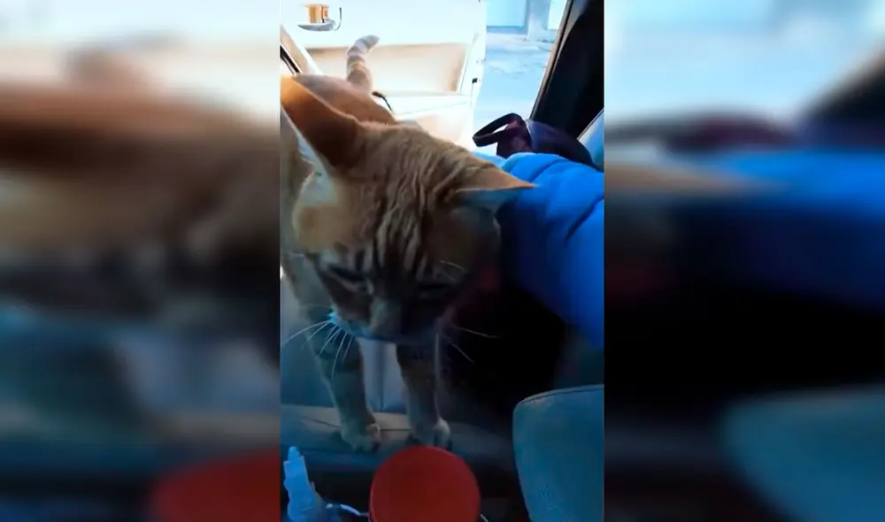 Desliza las imágenes para apreciar la tierna reacción de un gato cuando se reencontró con su dueña. Foto: Captura de TikTok