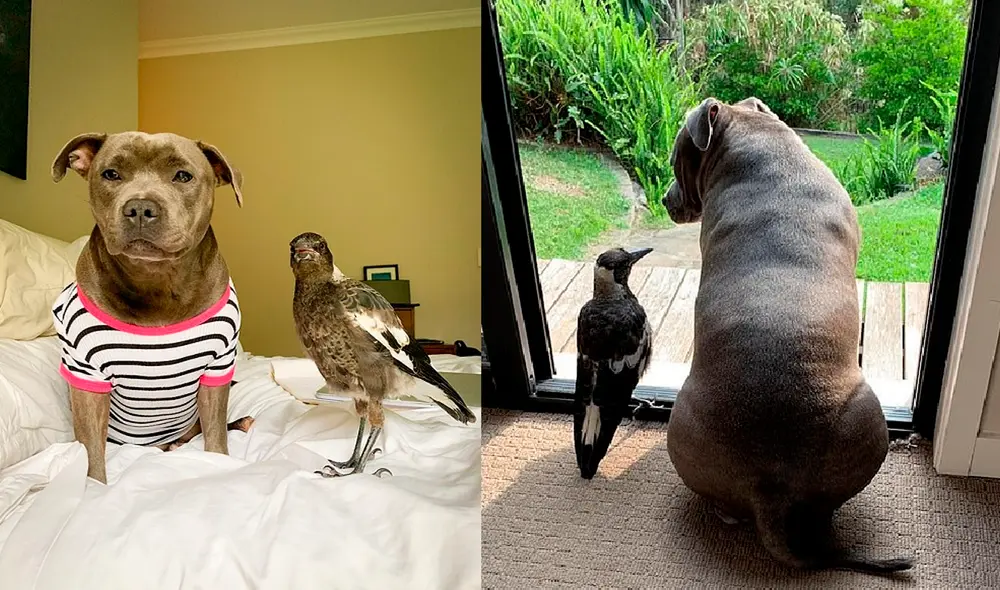 Desliza hacia la izquierda para ver las tiernas escenas protagonizadas por Molly y Peggy, los inseparables amigos. Foto: captura de YouTube Desliza hacia la izquierda para ver las tiernas escenas protagonizadas por Molly y Peggy, los inseparables amigos. Foto: captura de YouTube